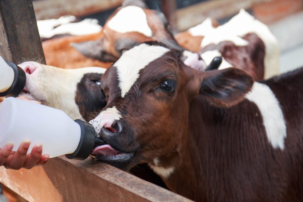 calf cow farm 1024x683