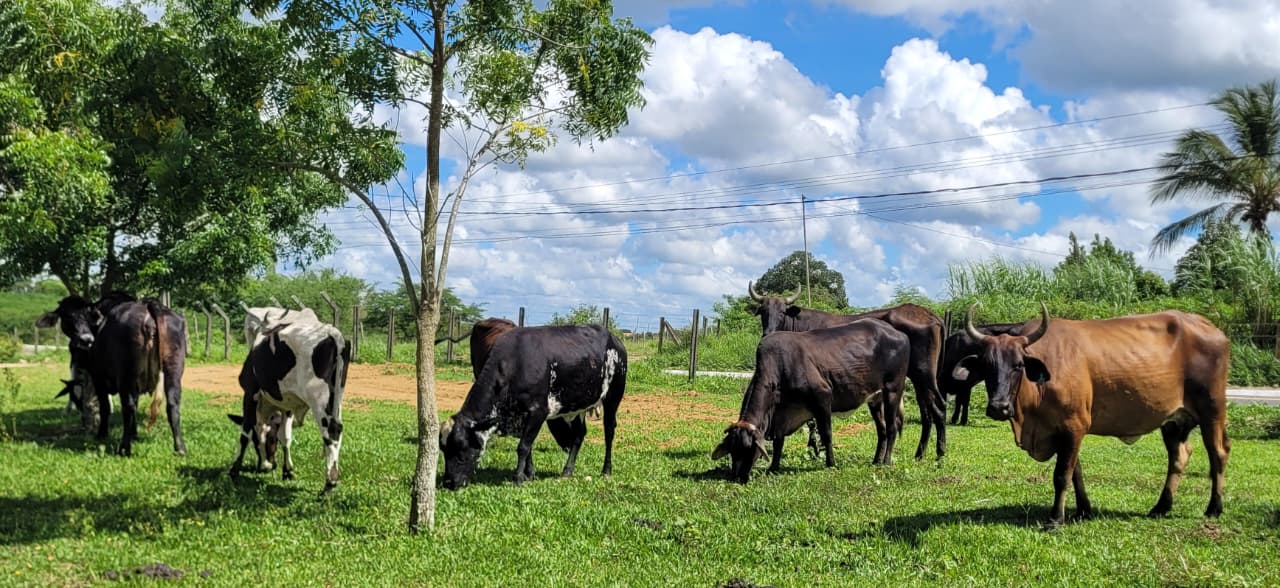 foto animais leilão