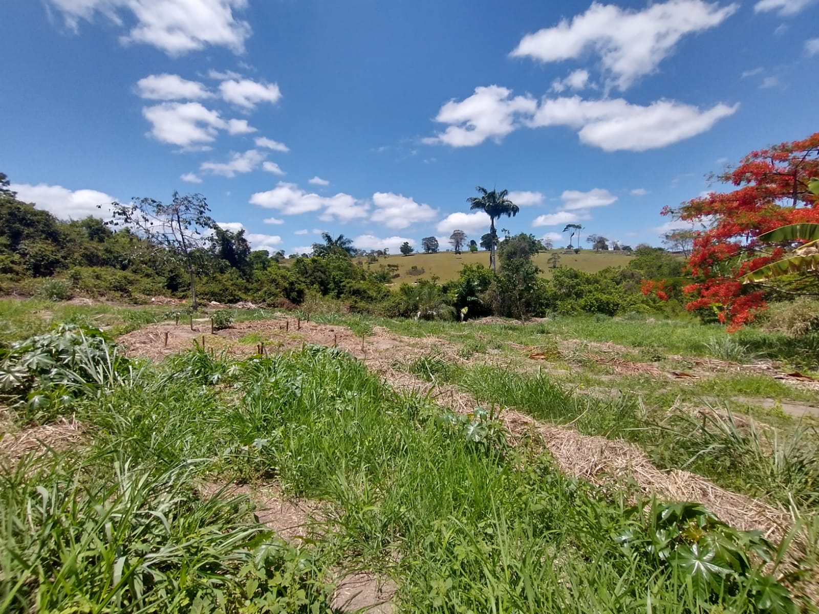 Visão frontal interna