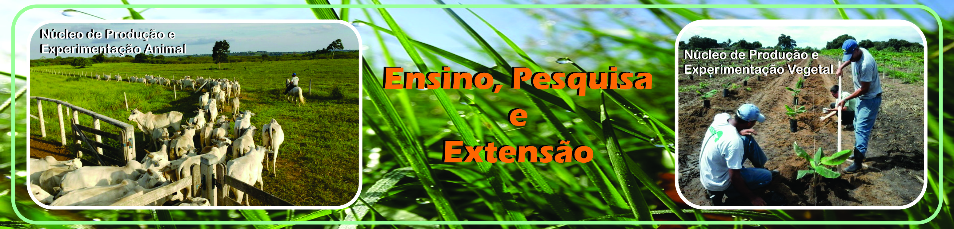 Ensino Pesquisa e Extensão