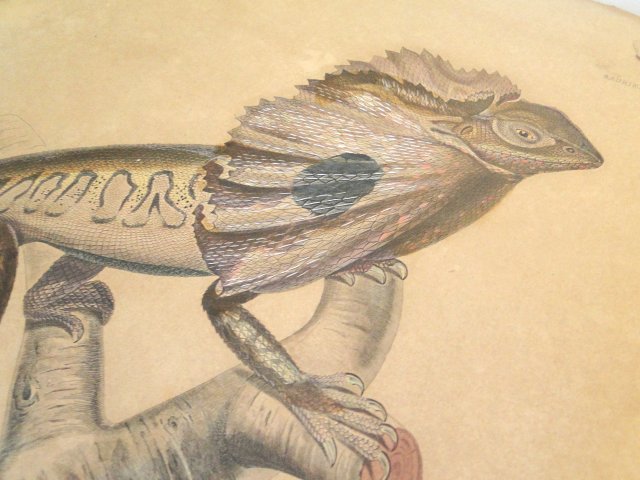 Acervo - Coleção Bibliográfica - Atlas da "Voyage au Pôle Sud et dans l'Oceanie"