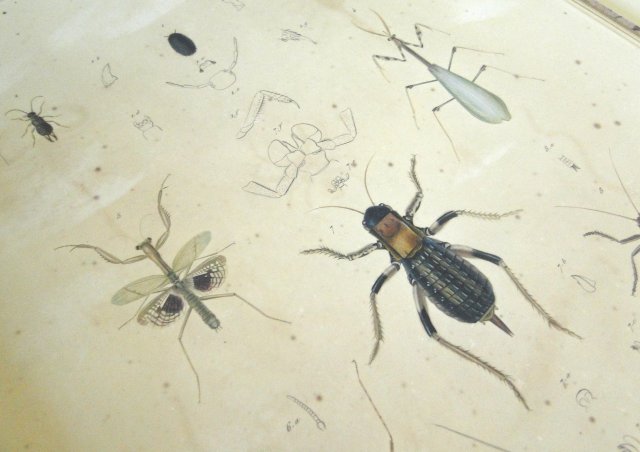 Acervo - Coleção Bibliográfica - Atlas da "Voyage au Pôle Sud et dans l'Oceanie", primeira metáde do século XIX