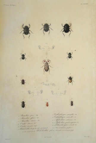 Acervo - Coleção Bibliográfica - Atlas da "Voyage au Pôle Sud..."