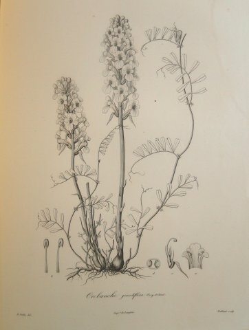 Acervo - Coleção Bibliográfica - Atlas da "Voyage de la Coquille", século XIX