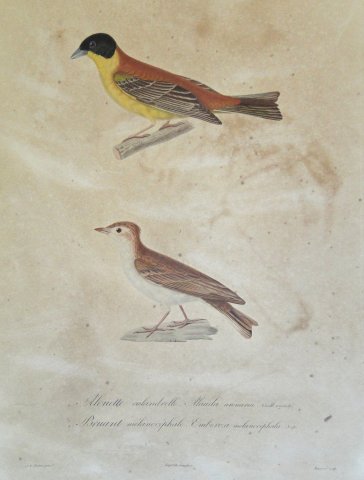 Acervo - Coleção Bibliográfica - Atlas da "Voyage au Pôle Sud..."