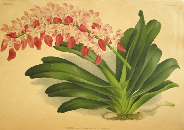 Detalhe do Livro "Lindenia: Iconographie des Orquidées 