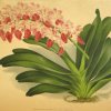 Detalhe do Livro "Lindenia: Iconographie des Orquidées 