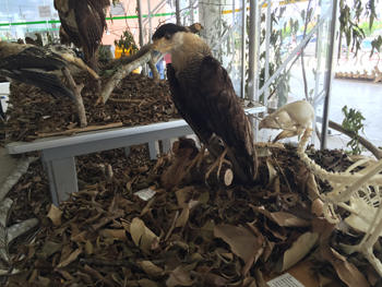 imagem sem descrição.