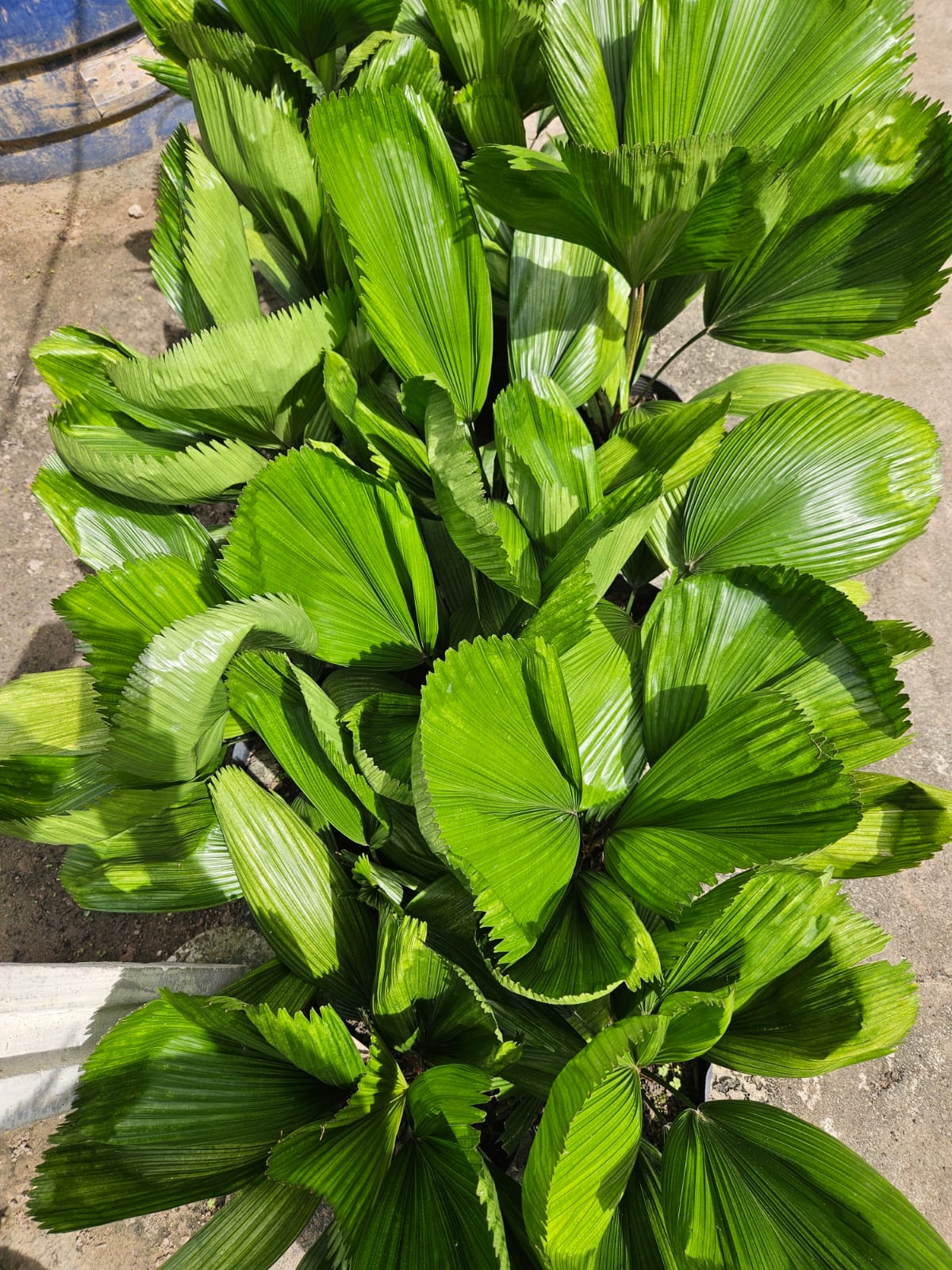 imagem sem descrição.