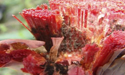 Crédito da foto: Fapesb